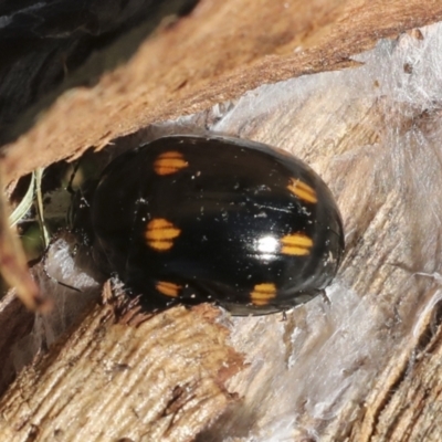 Paropsisterna octosignata (Eucalyptus leaf beetle) at Galong, NSW - 11 Sep 2023 by AlisonMilton