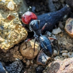 Camponotus sp. (genus) (A sugar ant) at Dryandra, WA - 10 Sep 2023 by HelenCross