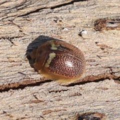 Paropsisterna decolorata (A Eucalyptus leaf beetle) at Galong, NSW - 11 Sep 2023 by AlisonMilton