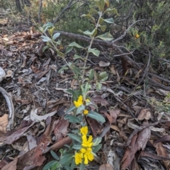 Hibbertia commutata at Dryandra, WA - 10 Sep 2023 by HelenCross