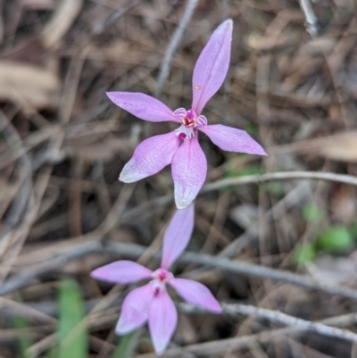 Caladenia reptans (Little Pink Fairies) at Dryandra, WA - 10 Sep 2023 by HelenCross