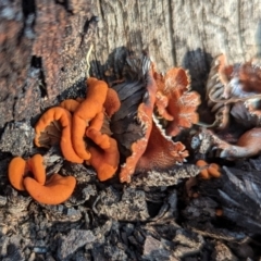 Unverified Fungus at Dryandra, WA - 10 Sep 2023 by HelenCross