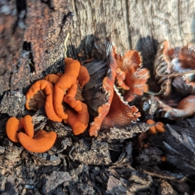Unverified Fungus at Dryandra, WA - 10 Sep 2023 by HelenCross