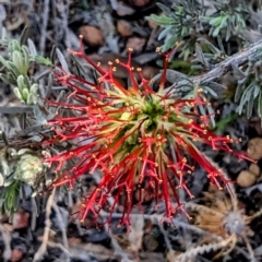 Beaufortia incana (Grey-Leaved Beaufortia) at Dryandra, WA - 10 Sep 2023 by HelenCross