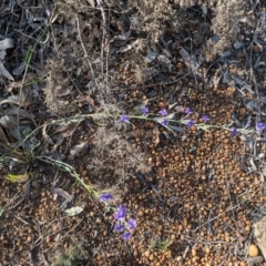 Dampiera obliqua at Dryandra, WA - 10 Sep 2023 by HelenCross