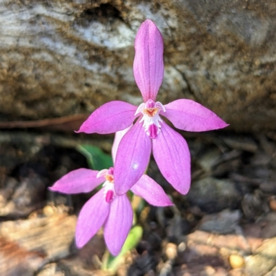 Caladenia reptans (Little Pink Fairies) at Dryandra, WA - 10 Sep 2023 by HelenCross