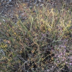 Acacia willdenowiana (Grass Wattle, Two-winged Wattle) at Dryandra, WA - 10 Sep 2023 by HelenCross