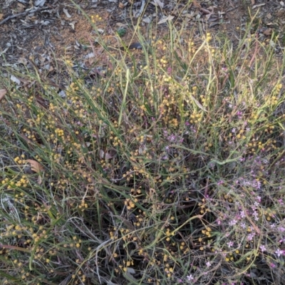 Acacia willdenowiana (Grass Wattle, Two-winged Wattle) at Dryandra, WA - 10 Sep 2023 by HelenCross
