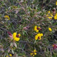 Bossiaea eriocarpa (Common Brown Pea) at Dryandra, WA - 10 Sep 2023 by HelenCross
