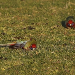 Platycercus elegans at Stromlo, ACT - 10 Sep 2023