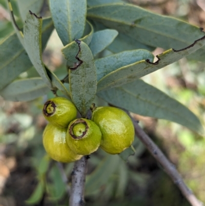 Unidentified Other Tree at Dryandra, WA - 10 Sep 2023 by HelenCross