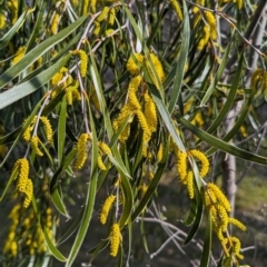 Acacia sp. at Dryandra, WA - 10 Sep 2023 by HelenCross