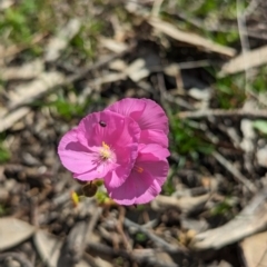 Drosera menziesii (Pink Rainbow) at Dryandra, WA - 10 Sep 2023 by HelenCross