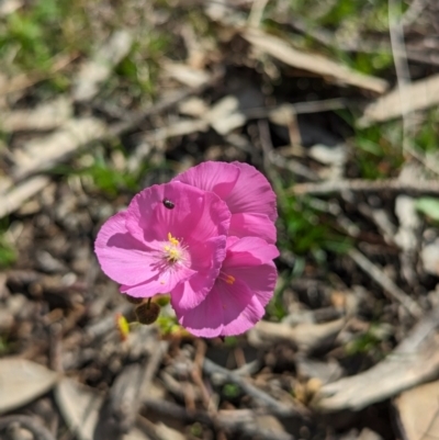 Drosera menziesii (Pink Rainbow) at Dryandra, WA - 10 Sep 2023 by HelenCross