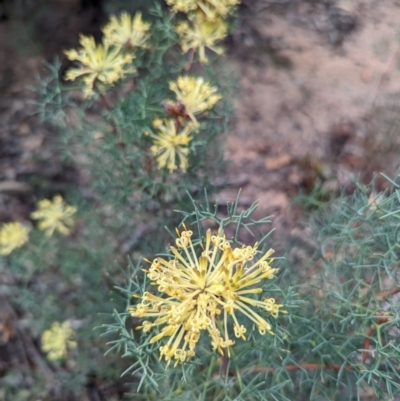 Petrophile divaricata (Tangled Petrophile) at Pumphreys Bridge, WA - 10 Sep 2023 by HelenCross