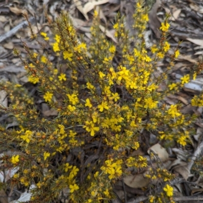 Hibbertia hemignosta at Pumphreys Bridge, WA - 10 Sep 2023 by HelenCross