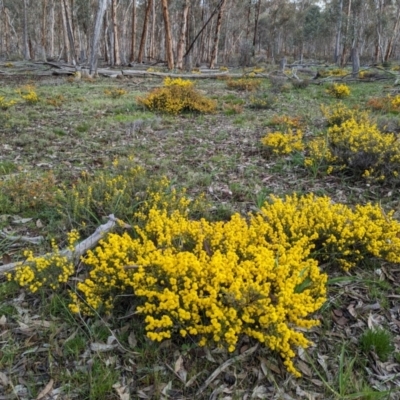 Acacia pulchella at Williams, WA - 10 Sep 2023 by HelenCross