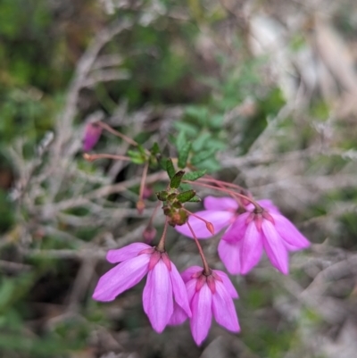 Tetratheca hirsuta at Paulls Valley, WA - 12 Sep 2023 by HelenCross