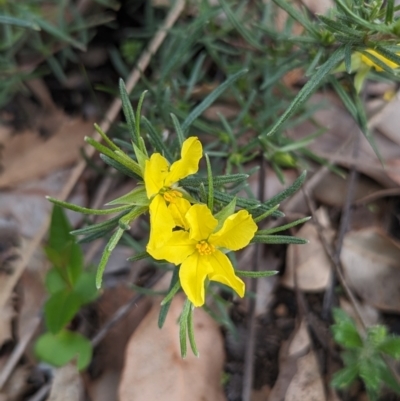 Hibbertia huegelii at Paulls Valley, WA - 12 Sep 2023 by HelenCross