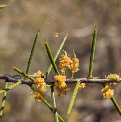 Acacia colletioides (Pin Bush, Spine Bush) at Euabalong, NSW - 9 Sep 2023 by Darcy