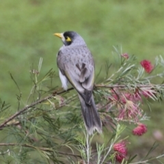 Manorina melanocephala (Noisy Miner) at Moomin, QLD - 11 Aug 2023 by AlisonMilton