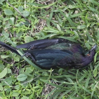 Aplonis metallica (Metallic Starling) at Cairns City, QLD - 10 Aug 2023 by AlisonMilton