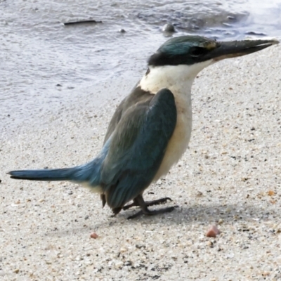 Todiramphus sanctus (Sacred Kingfisher) at Cairns City, QLD - 12 Aug 2023 by AlisonMilton