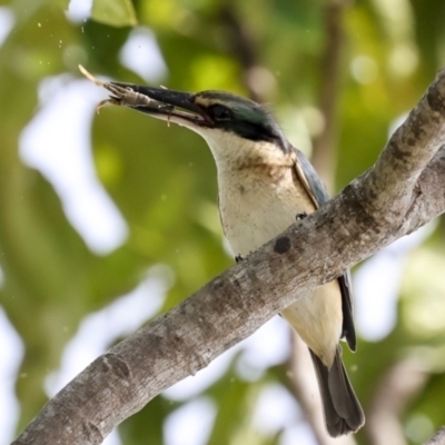 Todiramphus sanctus (Sacred Kingfisher) at Cairns City, QLD - 11 Aug 2023 by AlisonMilton