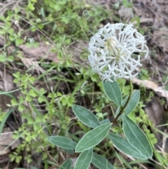 Pimelea treyvaudii (Grey Riceflower) at Paddys River, ACT - 3 Dec 2021 by JaneR