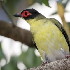 Sphecotheres vieilloti (Australasian Figbird) at Cairns City, QLD - 12 Aug 2023 by AlisonMilton