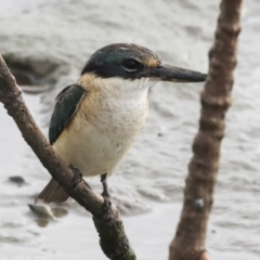 Todiramphus sanctus (Sacred Kingfisher) at Cairns City, QLD - 11 Aug 2023 by AlisonMilton