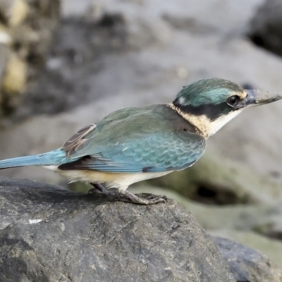 Todiramphus sanctus (Sacred Kingfisher) at Cairns City, QLD - 11 Aug 2023 by AlisonMilton