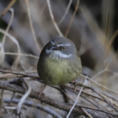 Sericornis frontalis (White-browed Scrubwren) at Jerrabomberra Wetlands - 12 Sep 2023 by JimL