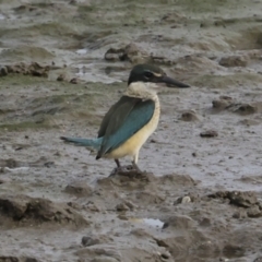 Todiramphus sanctus (Sacred Kingfisher) at Cairns City, QLD - 12 Aug 2023 by AlisonMilton