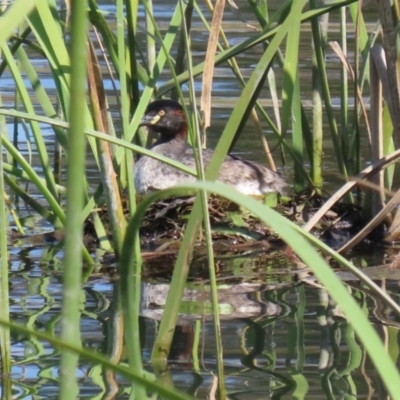 Tachybaptus novaehollandiae (Australasian Grebe) at Coombs Ponds - 13 Sep 2023 by RodDeb