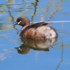 Tachybaptus novaehollandiae at Coombs, ACT - 13 Sep 2023