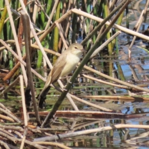 Acrocephalus australis at Coombs, ACT - 13 Sep 2023