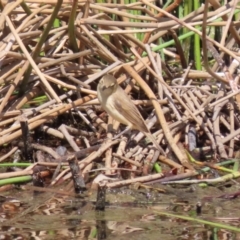 Acrocephalus australis at Coombs, ACT - 13 Sep 2023 12:34 PM