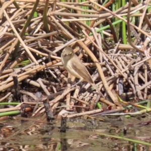 Acrocephalus australis at Coombs, ACT - 13 Sep 2023 12:34 PM