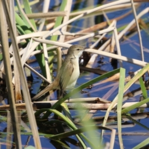 Acrocephalus australis at Coombs, ACT - 13 Sep 2023