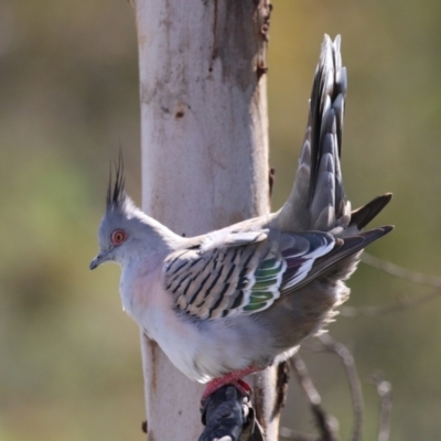 Ocyphaps lophotes (Crested Pigeon) at Coombs Ponds - 13 Sep 2023 by RodDeb