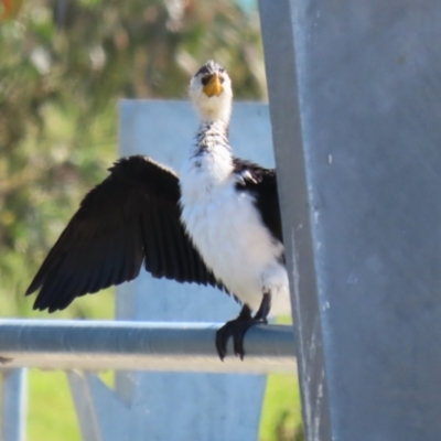 Microcarbo melanoleucos (Little Pied Cormorant) at Coombs Ponds - 13 Sep 2023 by RodDeb