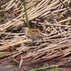 Zapornia pusilla (Baillon's Crake) at Coombs Ponds - 13 Sep 2023 by RodDeb