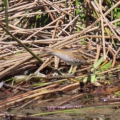 Zapornia pusilla at Coombs, ACT - 13 Sep 2023