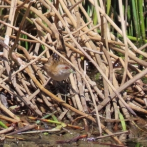 Zapornia pusilla at Coombs, ACT - 13 Sep 2023 11:40 AM