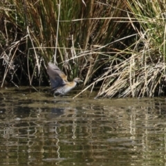 Zapornia pusilla at Coombs, ACT - 13 Sep 2023 11:40 AM