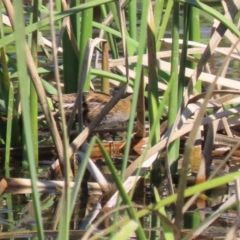 Zapornia pusilla at Coombs, ACT - 13 Sep 2023