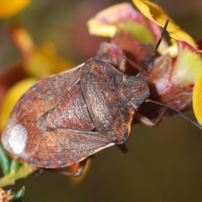 Dictyotus caenosus (Brown Shield Bug) at Aranda Bushland - 13 Sep 2023 by Harrisi