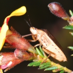 Dictyotus caenosus at Aranda, ACT - 13 Sep 2023