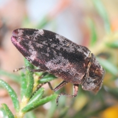 Diphucrania acuducta at Aranda, ACT - 14 Sep 2023 12:43 AM